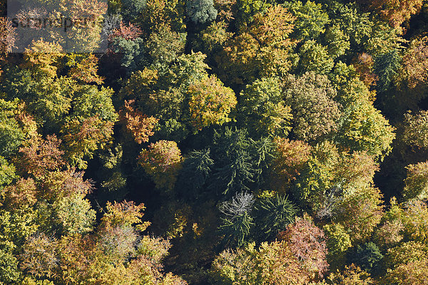 Herbstlicher Mischwald mit Tannen  Luftbild