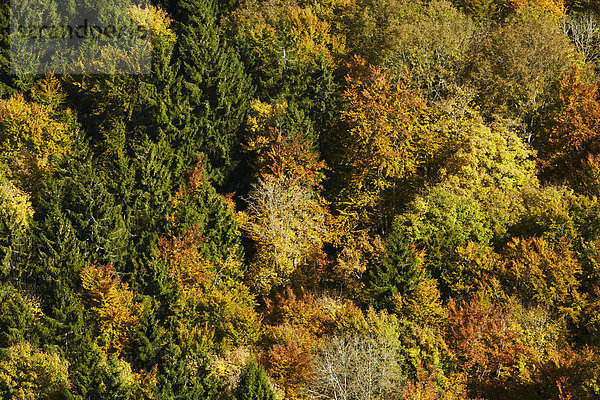 Herbstlicher Mischwald  Luftbild