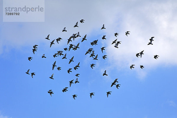 Tauben im Flug gegen Wolkenhimmel  Kirchehrenbach  Oberfranken  Bayern  Deutschland  Europa