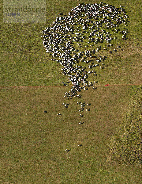 Schafherde auf der Weide  Luftbild