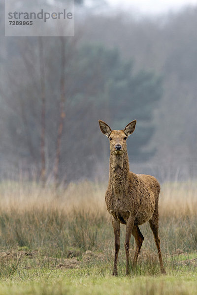 Rothirsch (Cervus elaphus)  Weibchen  Hirschkuh  im Weide- und Waldgebiet  South Wales  Großbritannien  Europa