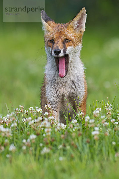 Rotfuchs (Vulpes vulpes)  auf Gras  Südostengland  England  Großbritannien  Europa
