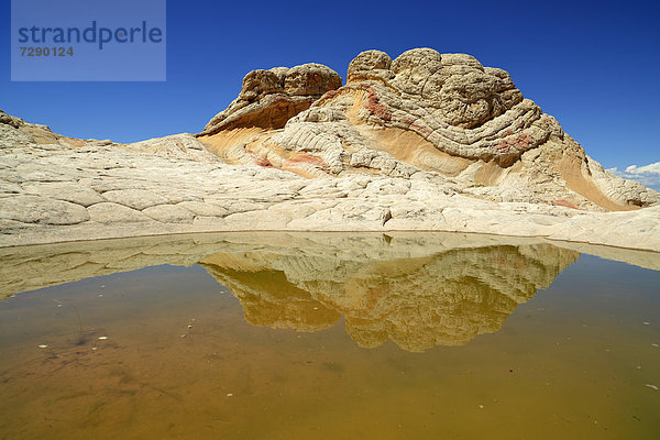 Brain Rocks der White Pocket  erodierte Navajo-Sandsteinfelsen mit Liesegang Bands  auch Liesegangen Rings oder Liesegang Rings  Pareah Paria Plateau  Vermillion Cliffs National Monument  Arizona  Utah  Südwesten  Vereinigte Staaten von Amerika  USA
