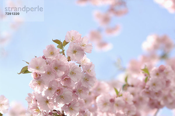 Germany  Close up of pink cherry blossom against sky