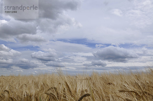 Germany  Bavaria  View of barley field