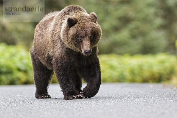USA  Alaska  Braunbär auf der Straße in der Nähe von Chikoot Lake