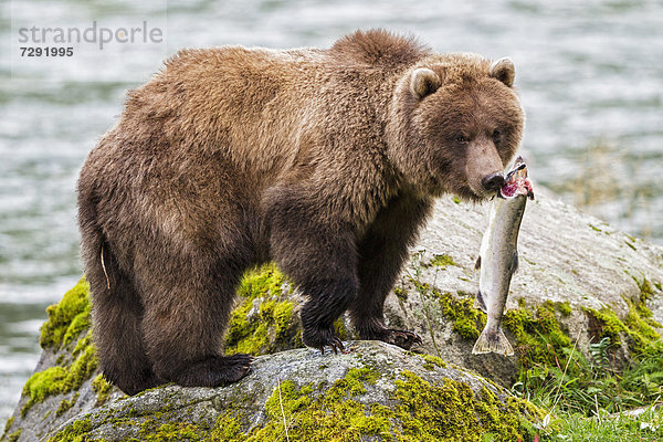 USA  Alaska  Brown bear caught salmon at Chilkoot Lake