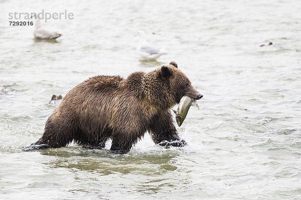 USA  Alasaka  Braunbär im Chilkoot Lake mit gefangenem Lachs