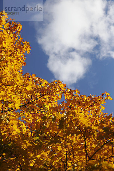 Germany  Saxony  Maple tree in autumn