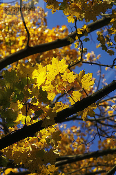 Germany  Saxony  Maple tree in autumn against sky