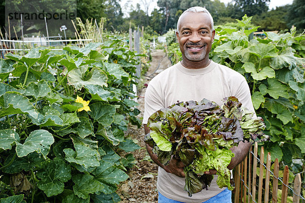 Mann halten schwarz Salat Gemeinschaftsgarten