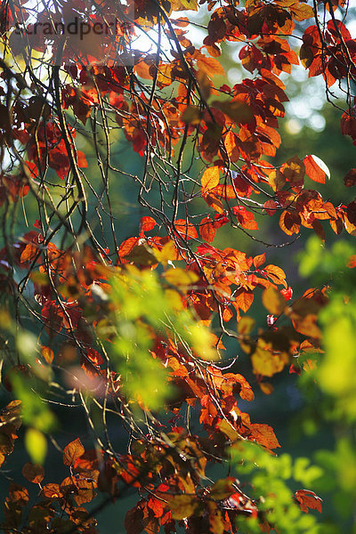 Deutschland  Sachsen  Blick auf farbige Blätter im Herbst