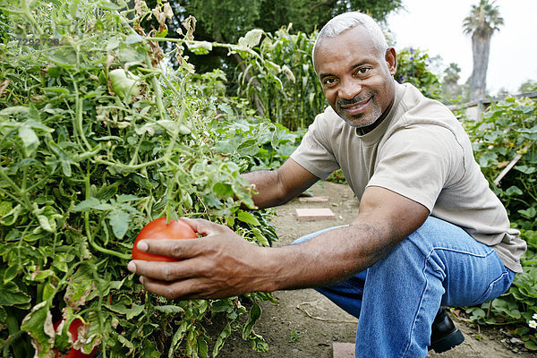 Mann schwarz Tomate aufheben Gemeinschaftsgarten