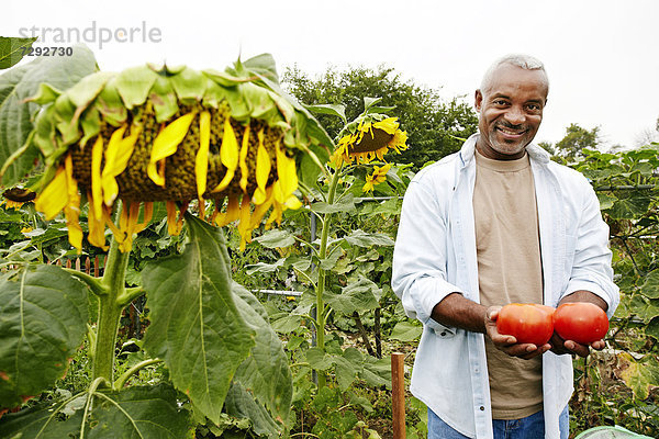 Mann halten schwarz Tomate Gemeinschaftsgarten