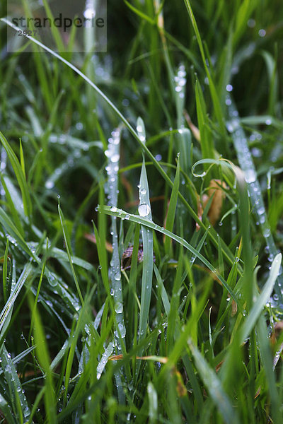 Germany  Grass with water drops in garden