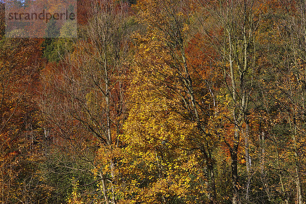 Germany  Saxony  Autumn trees