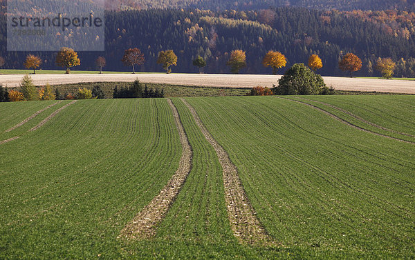 Germany  Saxony  View of autumn landscape with crop field