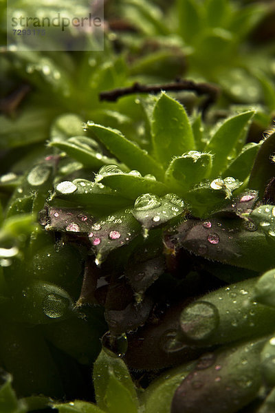 Close up of dewdrops on green succulent plants