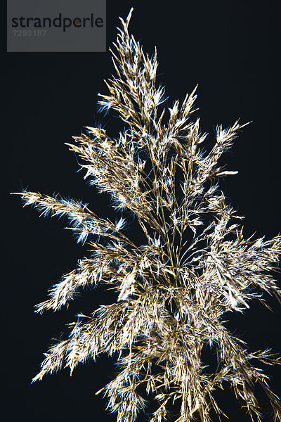 Close up of reed grass against black background