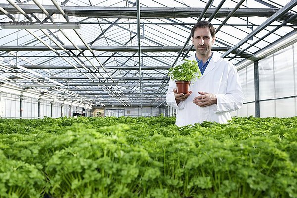 Germany  Bavaria  Munich  Scientist standing between parsley plant in greenhouse