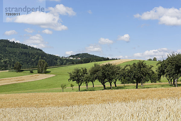 Österreich  Oberösterreich  Blick auf die Landschaft bei Haslach