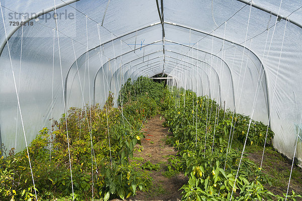 Germany  Capsicum growing in greenhouse