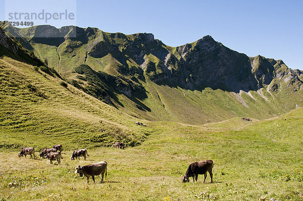 Germany  Bavaria  Cows grazing on alpine meadow