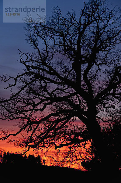 Germany  Bavaria  Oak tree at sunset