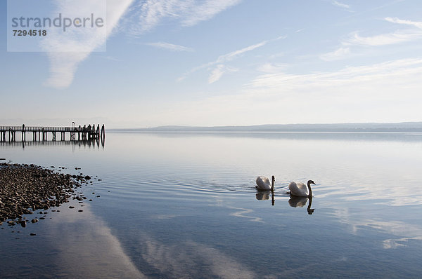 Germany  Bavaria  Mute swans in Ammersee  jetty in background