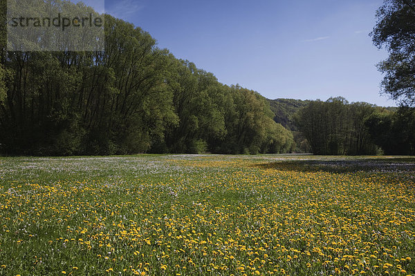 Blumenwiese an der Kratzmühle  Beilngries  Altmühltal  Bayern  Deutschland  Europa