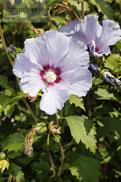 Hibiskus  Eibisch (Hibiscus)  Hybride  Violet Clair Double  violettblau