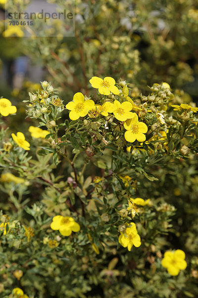 Fünffingerstrauch (Potentilla fruticosa)