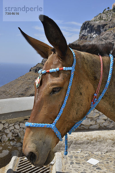 Esel an der Eselsstation in Fir·  auch Thira  Santorin  Kykladen  Griechische Inseln  Griechenland  Europa