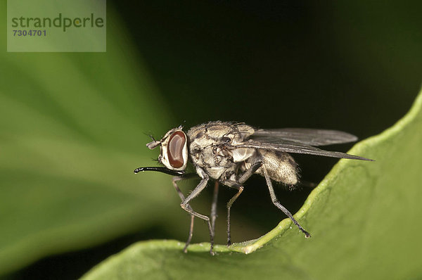 Wadenstecher (Stomoxys calcitrans)  Untergröningen  Baden-Württemberg  Deutschland  Europa