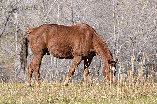 Grasendes Pferd  Cedaredge  Colorado  USA