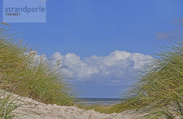 Dünen  Nordsee  Amrum  Schleswig-Holstein  Deutschland  Europa