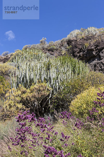 Kanaren-Wolfsmilch (Euphorbia canariensis)  hinten Los Azulejos  Gran Canaria  Kanarische Inseln  Spanien  Europa  ÖffentlicherGrund