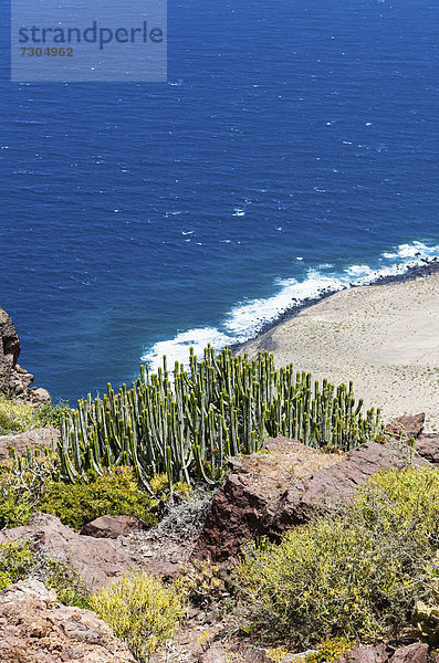 Kanaren-Wolfsmilch (Euphorbia canariensis)  Steilküste bei Casas de Tirma de San Nicol·s  Region Artenara  Gran Canaria  Kanarische Inseln  Spanien  Europa  ÖffentlicherGrund