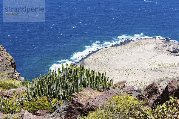 Kanaren-Wolfsmilch (Euphorbia canariensis)  Steilküste bei Casas de Tirma de San Nicol·s  Region Artenara  Gran Canaria  Kanarische Inseln  Spanien  Europa  ÖffentlicherGrund