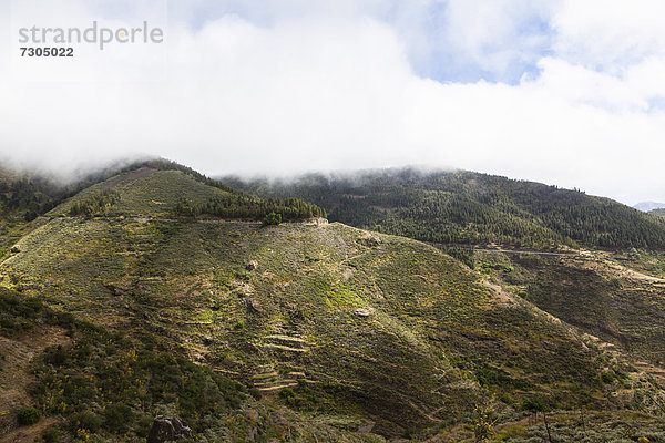 Die Berge und der Kiefernwald Pinar de Tamadaba mit dem Berg Pico Bandera  Region Galdar  Gran Canaria  Kanarische Inseln  Spanien  Europa  ÖffentlicherGrund