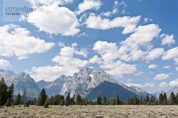 Landschaft aus Wüsten-Beifuß (Artemisia tridentata)  Wald und Berg Mount Moran  Grand-Teton-Nationalpark  Teton Range  Rocky Mountains  Wyoming  Westen der USA  Vereinigte Staten von Amerika  Nordamerika