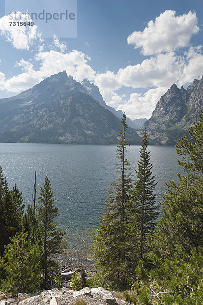 Vereinigte Staaten von Amerika  USA  Küste  Nordamerika  Kiefer  Pinus sylvestris  Kiefern  Föhren  Pinie  Nadelbaum  Küsten-Kiefer  Pinus contorta  Rocky Mountains  Wyoming