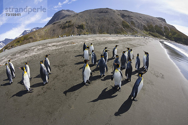 Königspinguine (Aptenodytes patagonicus)  St. Andrews Bay  Südgeorgien  Subantarktis  Antarktis