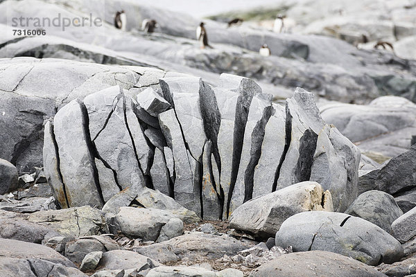 Von Frost aufgebrochener Felsen auf der Petermann Insel vor der Antarktischen Halbinsel  Antarktis