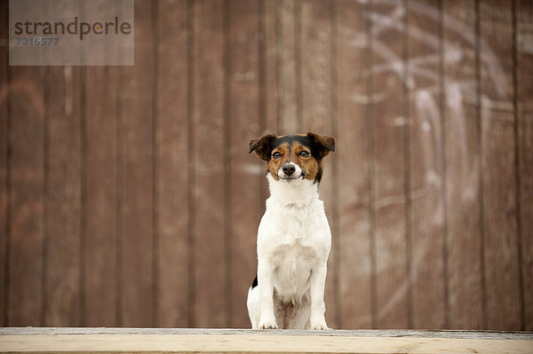 Jack Russel Terrier sitzt vor einer Holzwand