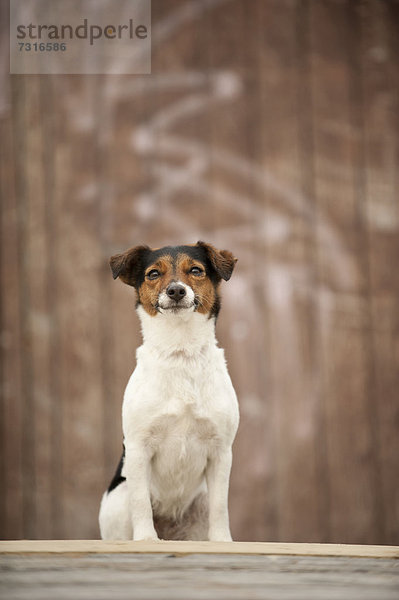 Jack Russel Terrier sitzt vor einer Holzwand