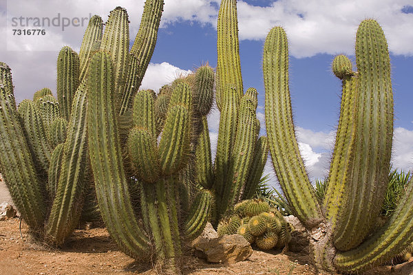 Trichocereus pasacana Kaktus