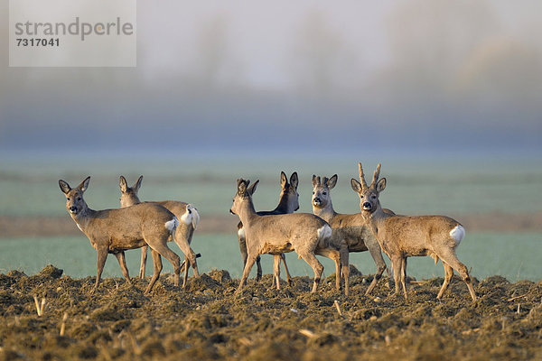 Reh (Capreolus capreolus)  Rehwild  Rudel auf einem Feld sichernd im Morgennebel  Biosphärengebiet  Schwäbische Alb  Baden-Württemberg  Deutschland  Europa