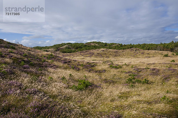 Dünenlandschaft mit Heidekraut (Calluna vulgaris)  Westjütland  Dänemark  Europa