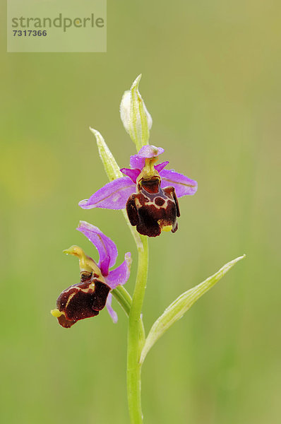 Unechte Schnepfen-Ragwurz (Ophrys linearis  Ophrys pseudoscolopax)  Provence  Südfrankreich  Frankreich  Europa